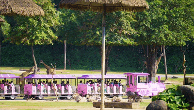 4萬公里 ，100%出勤率！宇通觀光車助力長隆打造沉浸式生態(tài)之旅